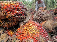 Teknik Simple Pengendalian Gulma di Perkebunan Pohon Sawit Teknik Simple Pengendalian Gulma di Perkebunan Pohon Sawit
