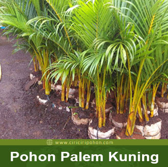 ciri ciri pohon palem kuning