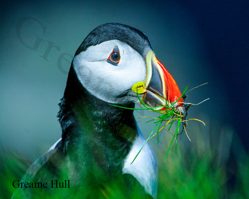 Brough Bay Association News Blog Bird Life Photos on Head by