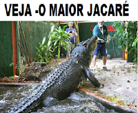  osmaiorespelomundo.com.br/o-maior-crocodilo-do-mundo-o-maior-jacare-do-mundo