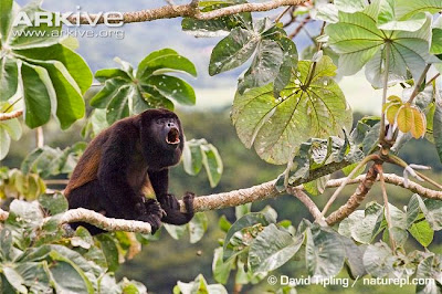 Mantled howler monkey