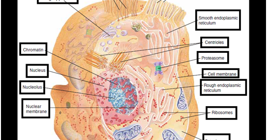 Cell Structure Function and their Organelles ~ MediMolt