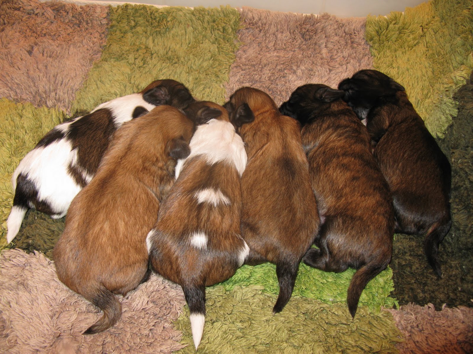 Tarry Home Tzus the home of the Chinese Chrysanthemum Dog The Tails