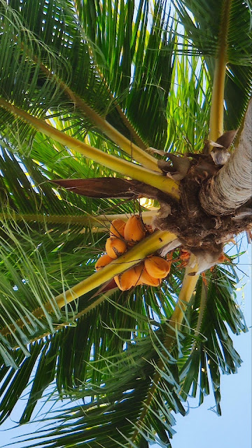 IPhone and Desktop Coconut Tree Wallpaper IPhone and Desktop Coconut Tree Wallpaper