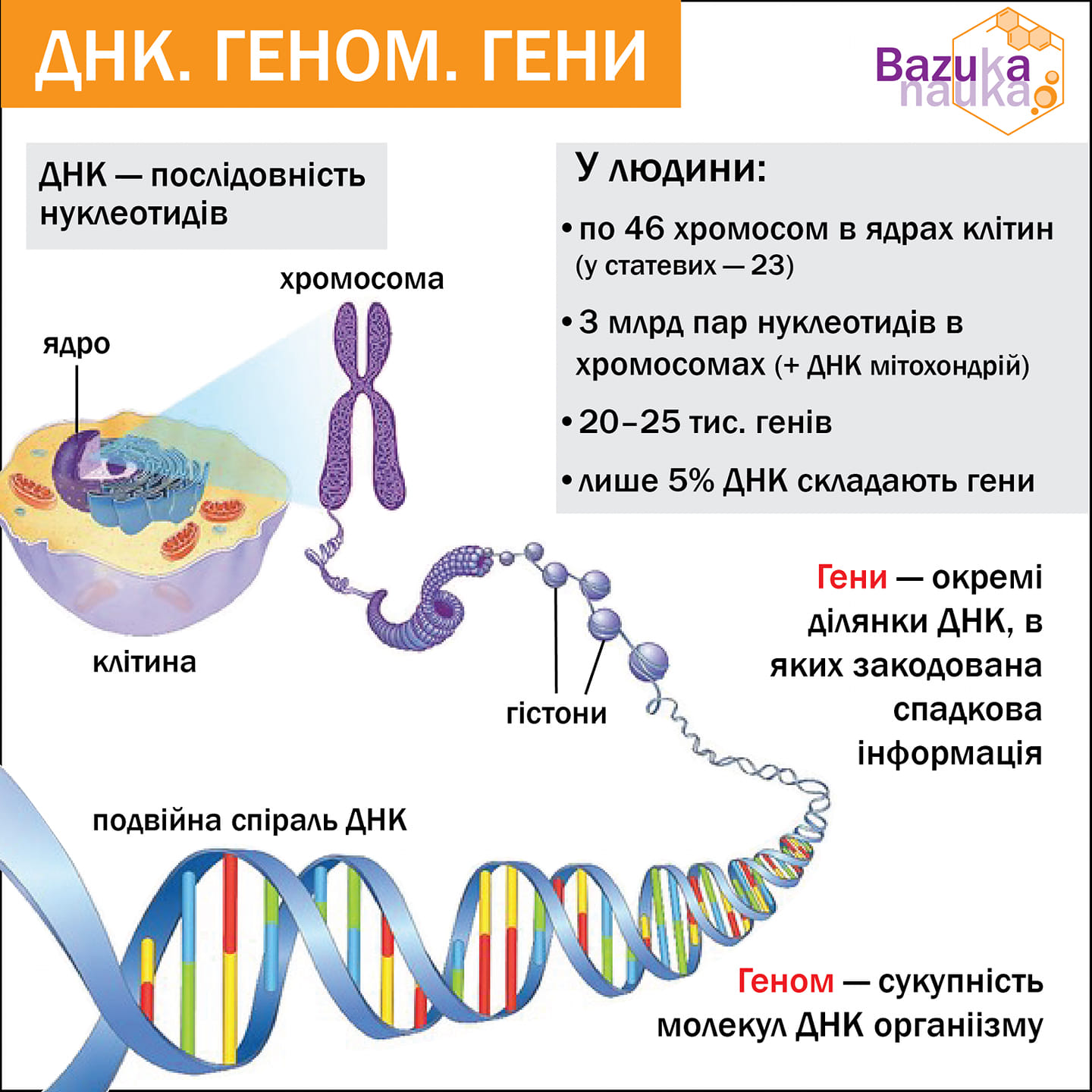 23 хромосомы у человека в клетках. ДНК И хромосомы. Гены и хромосомы. Клетка ДНК. Генетический материал человека.