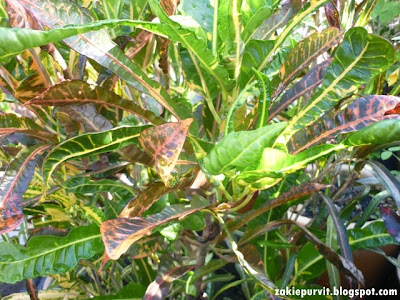 TITISAN NURANI Warna warni daun di halaman comel rumahku TITISAN NURANI Warna warni daun di halaman comel rumahku