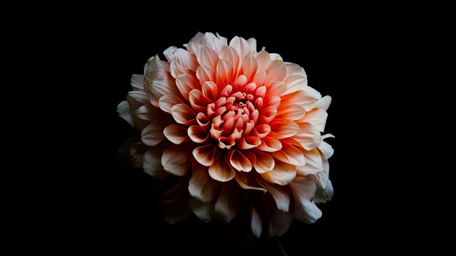 Dahlia flower on a dark background