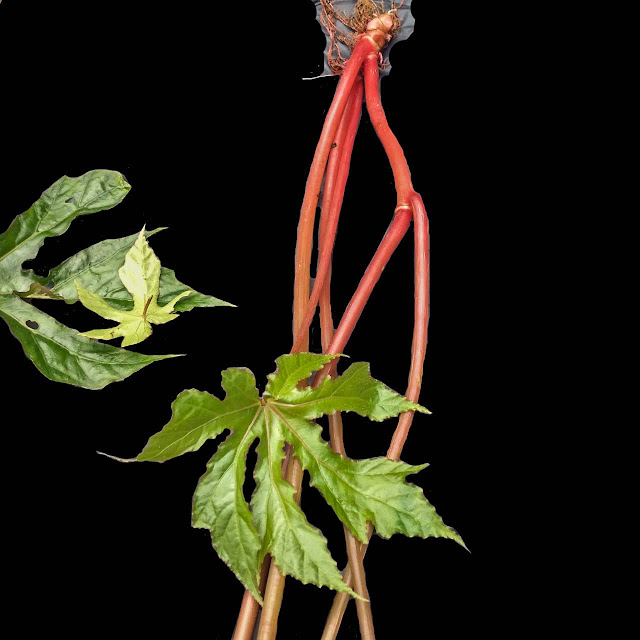 Begonia langbianensis Baker f.,