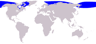 Beyaz balinanın dünya denizlerindeki yayılım haritası