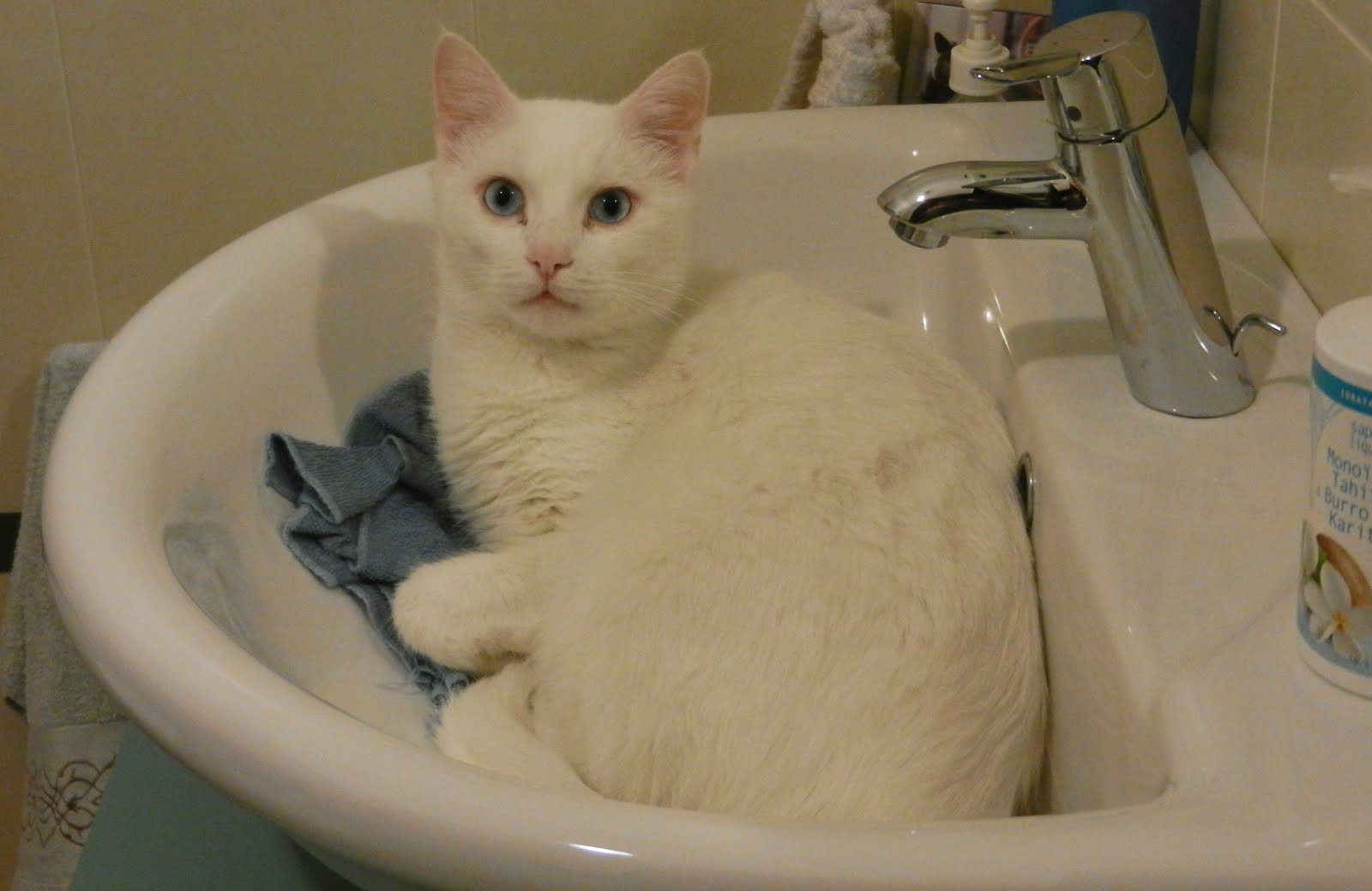 Dove Vanno I Gatti Quando Spariscono