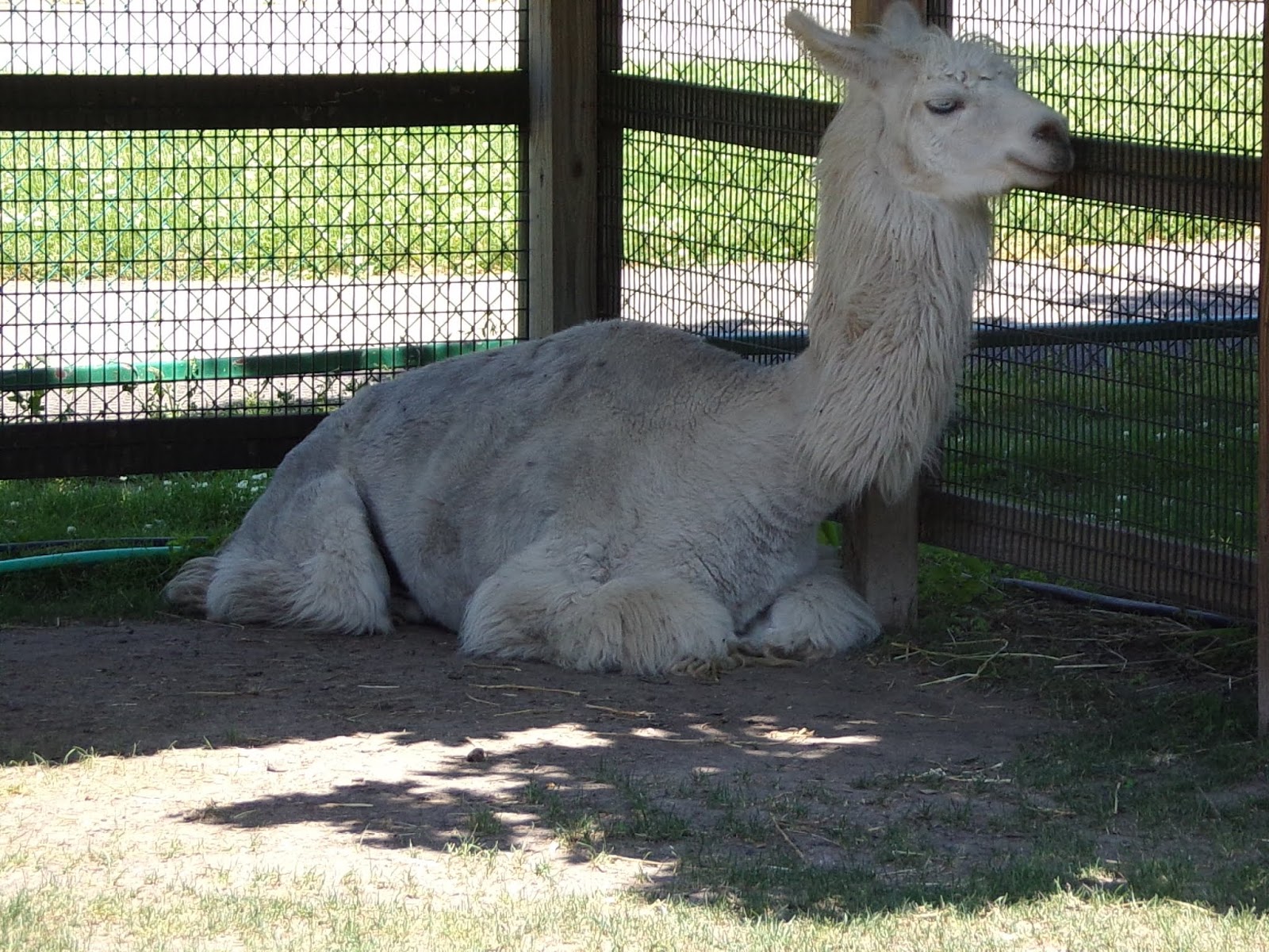 Menominee Park Zoo in Oshkosh 7/14/2019