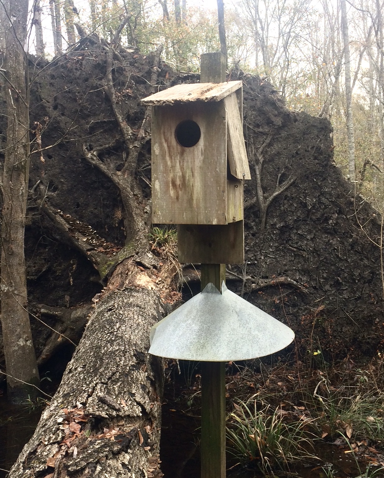 Lowcountry outdoors 2021 Wood Duck Box Spring Maintenance