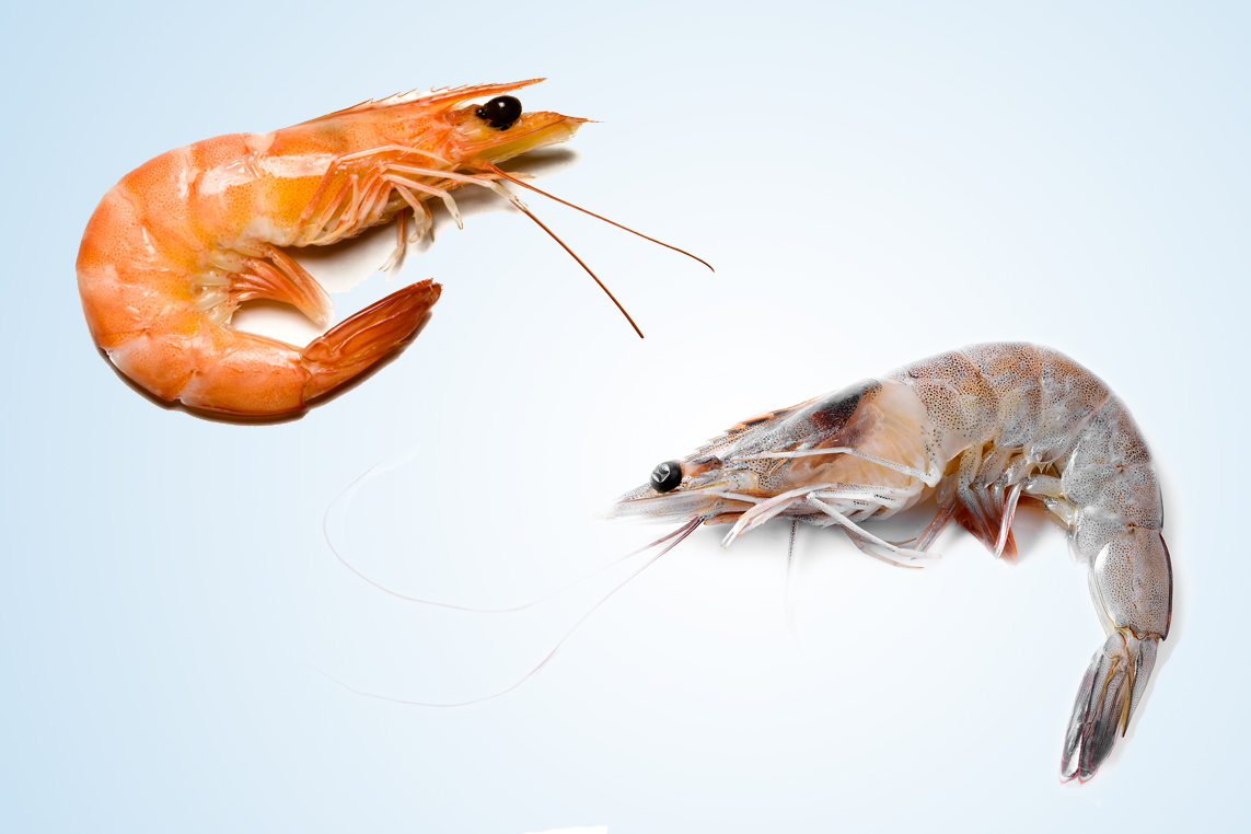 இறால் வளர்ப்பு முறை DAYOFMEDIA