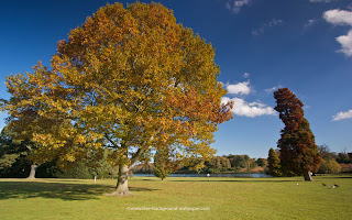 Mavis Fitzpatrick: tree wallpaper hd Mavis Fitzpatrick: tree wallpaper hd