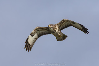 Wildlifefotografie Tierfotografie Naturfotografie Nikon Dümmer Bussard