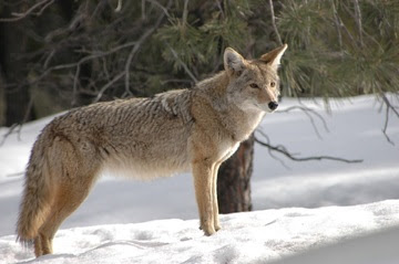 alt="hermoso ejemplar de coyote sobre la nieve"