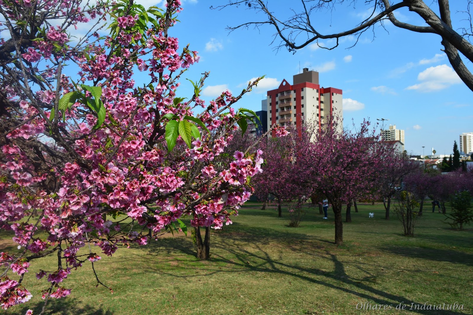 Olhares de Indaiatuba 2 Praça das Cerejeiras, Indaiatuba SP