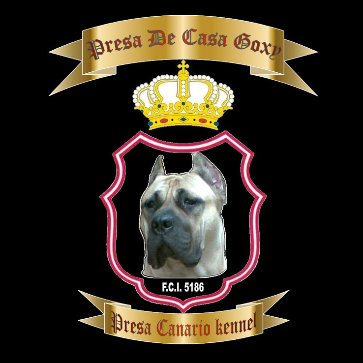 Presa De Casa Goxy - Presa Canario kennel