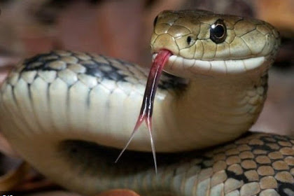 88 Arti Mimpi Dikejar Ular Banyak Banget Warna Warni Dan Digigit