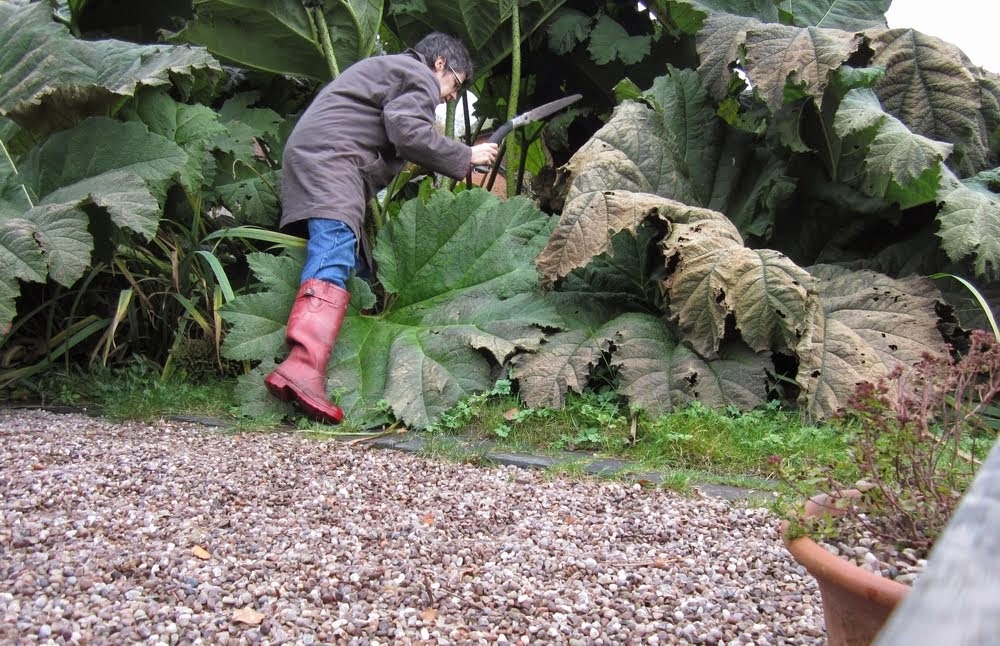 Gunnera Watch