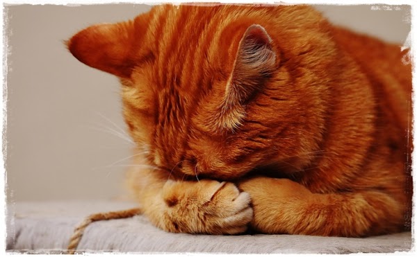 7 Cara Mengobati Kucing Mencret Atau Diare Secara Ampuh 7 Cara Mengobati Kucing Mencret Atau Diare Secara Ampuh