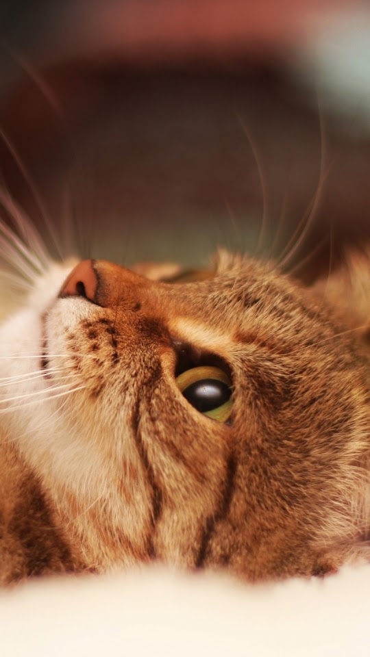 Cute Cat Paw Closeup  Galaxy Note HD Wallpaper