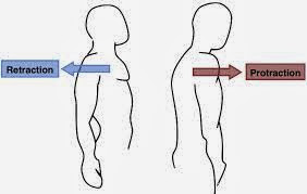 protraction+and+retraction.jpg