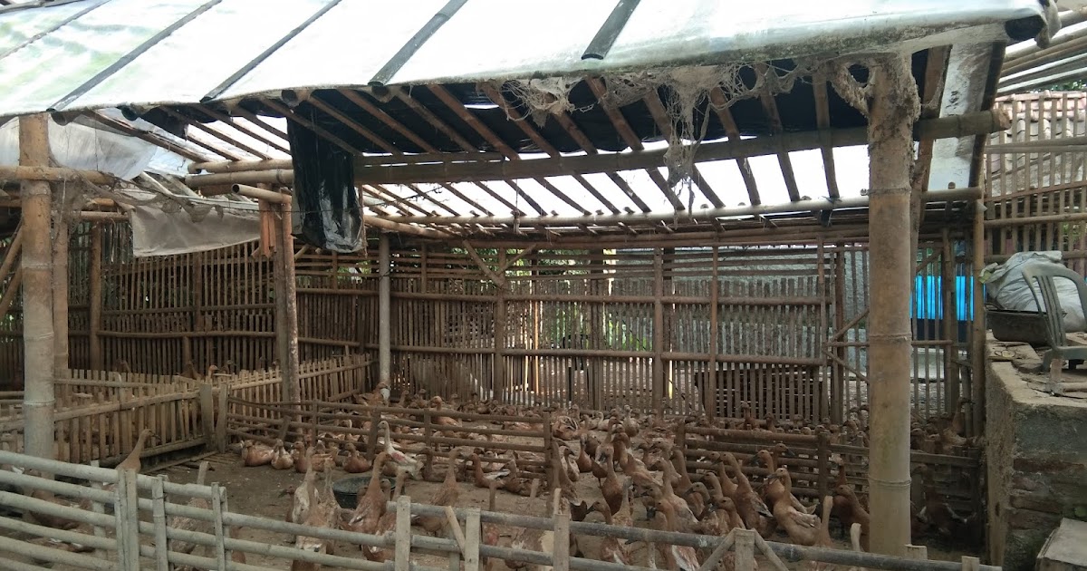 Kandang Bebek Petelur Sistem Kering Pinternak