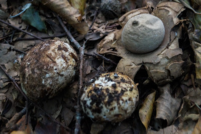 Kødet Stjernebold. Lat: Geastrum triplex