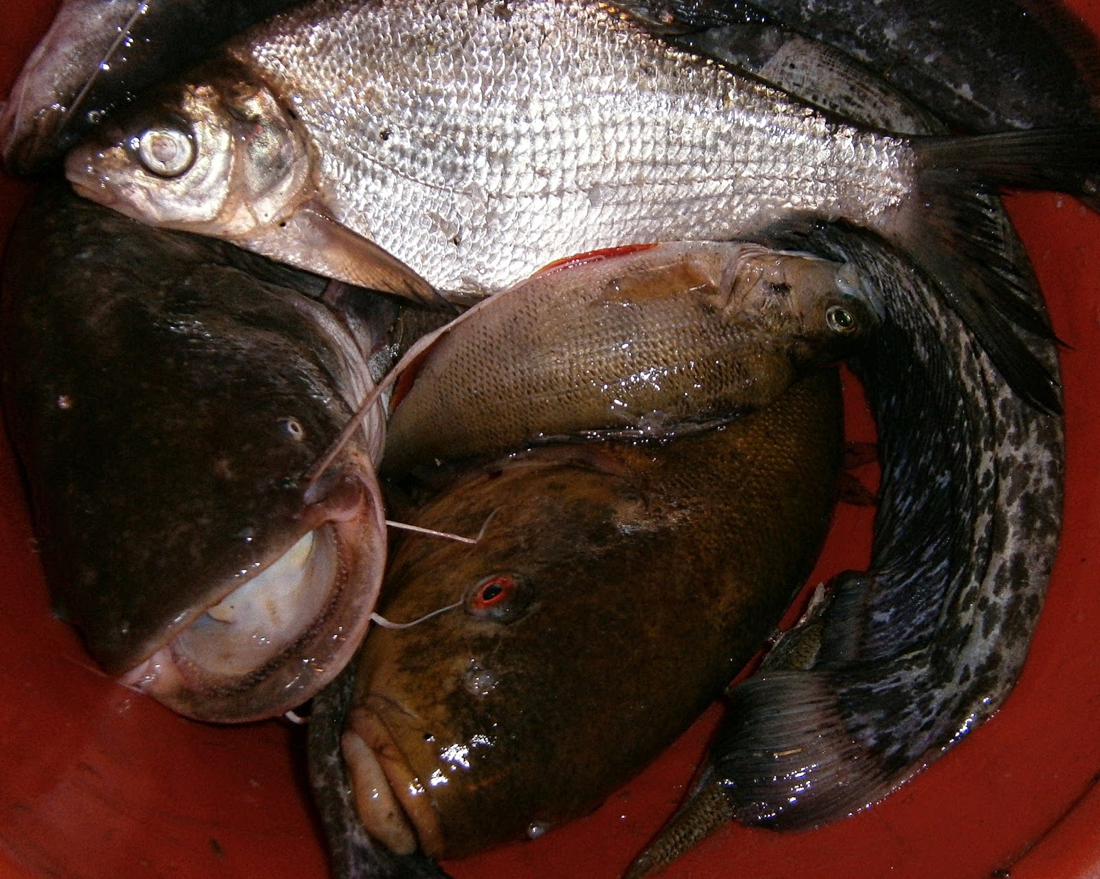 Река пьяна рыбалка