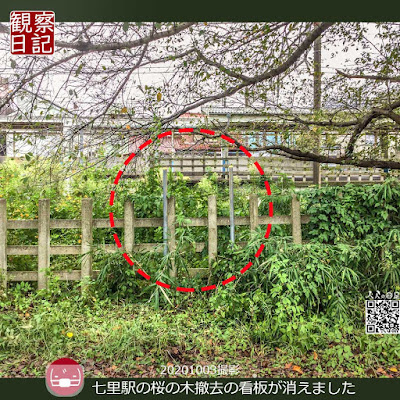 時間があったので七里駅の桜の木がどうなってるか確認。撤去のお知らせの看板が消えた。消えた看板の写真です。