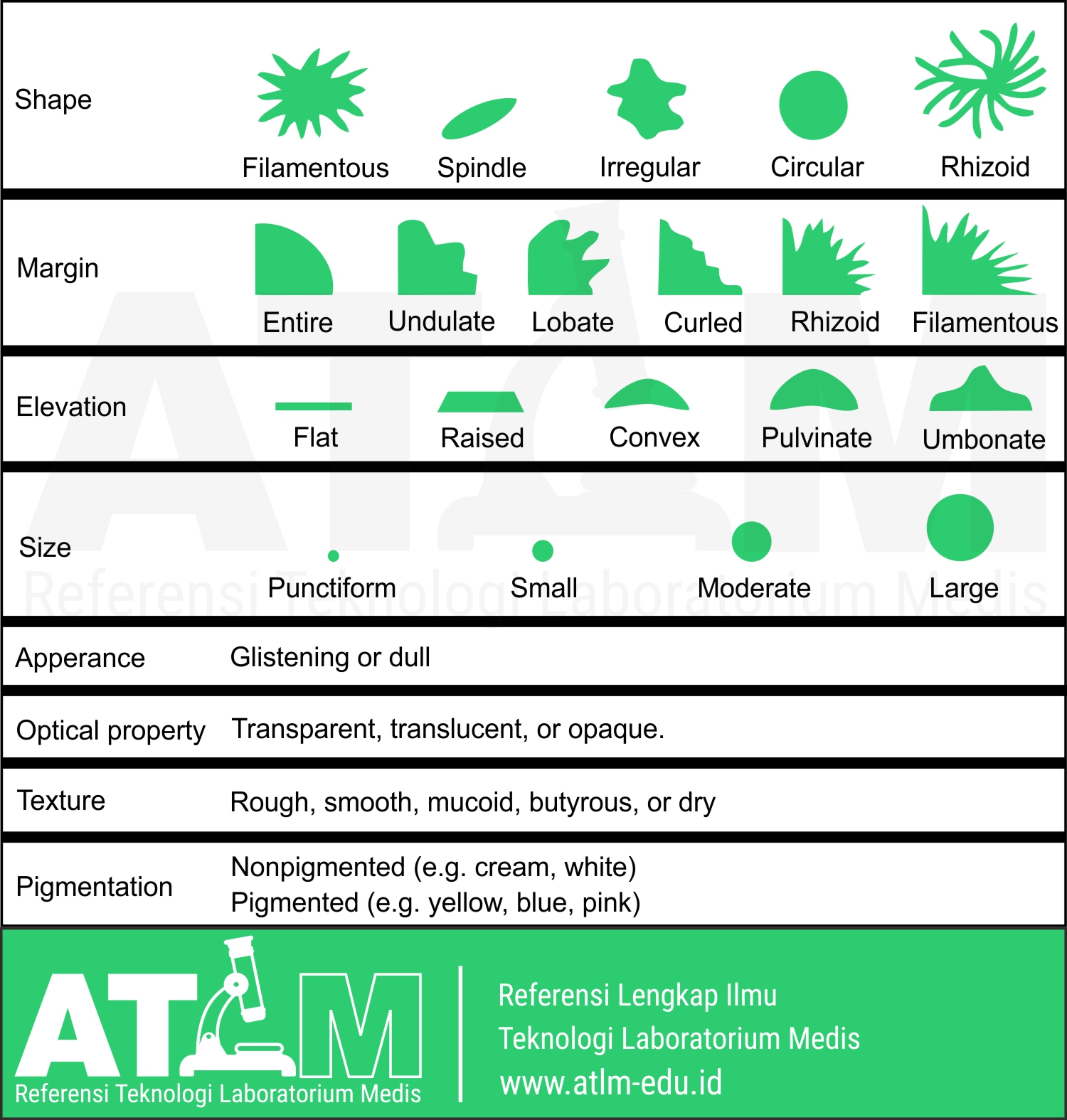 Koloni Bakteri Berfilamen