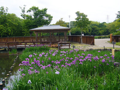 大阪府枚方市・山田池公園 花しょうぶ園