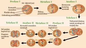 Peristiwa yang terjadi pada profase dari meiosis 1 adalah