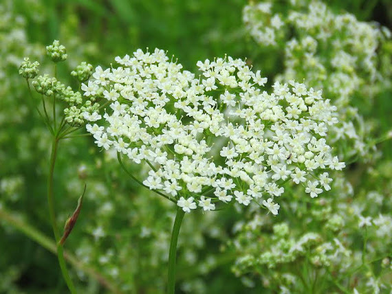 Wzdęcin Fischera (Cenolophium denudatum) wzdecin