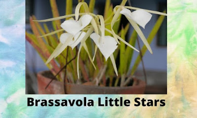 Brassavola Little Stars