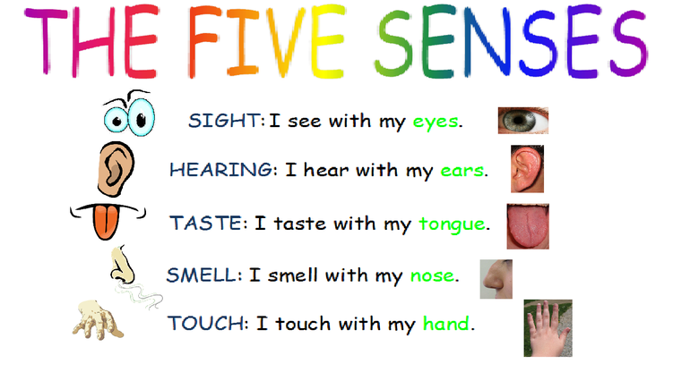 Five senses song