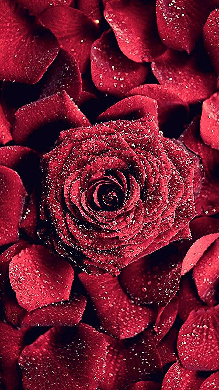 خلفيات ايفون ورد جميلة جدا 🌺iphone flower background