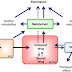 Drug distribution, blood flow, capillary permeability