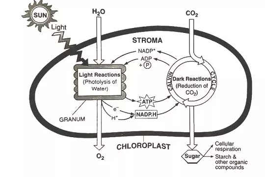 Chloroplast:General Information,Structure,Chemical Composition and Function|Hindi