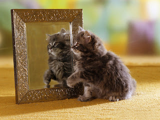 Funny Cat Looking In Mirror