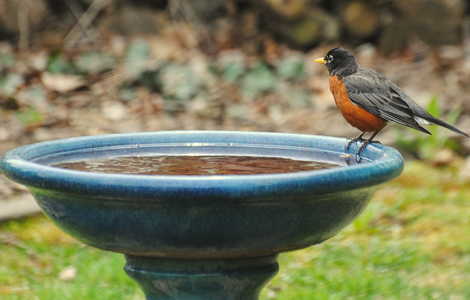 BARRY the BIRDER Doityourself birdbath from Audubon couldn't be simpler