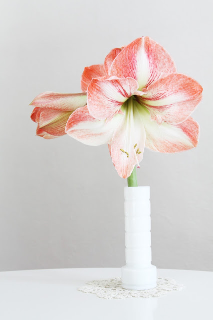 flowers, amaryllis, milk glass, Anne Butera, My Giant Strawberry