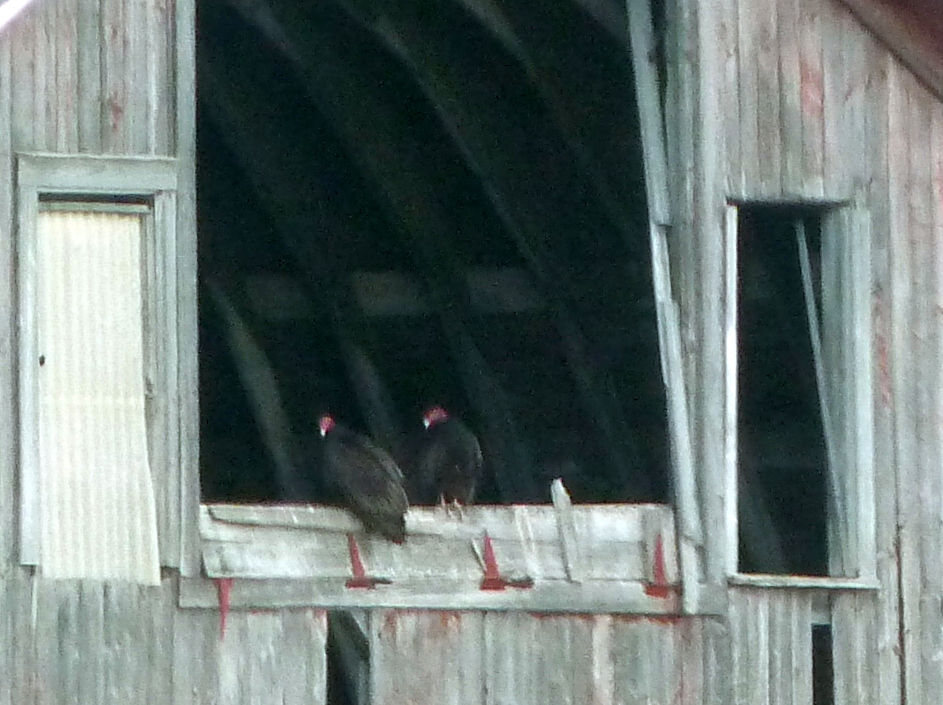 Penelopedia Nature and Garden in Southern Minnesota Nesting Turkey