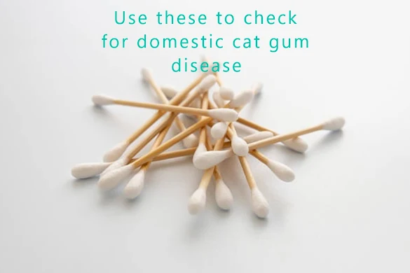 Use cotton buds to check for blood on cat gums