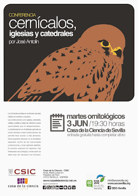Conferencia ornitológica organizada por el Grupo Local SEO-Sevilla de SEO/BirdLife en el museo Casa de la Ciencia de Sevilla. "Cernícalos, iglesias y catedrales". Por José Antolín (Presidente DEMA).