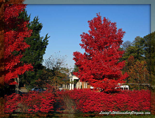 Living In Williamsburg, Virginia: Flaming Fall Foliage, Williamsburg