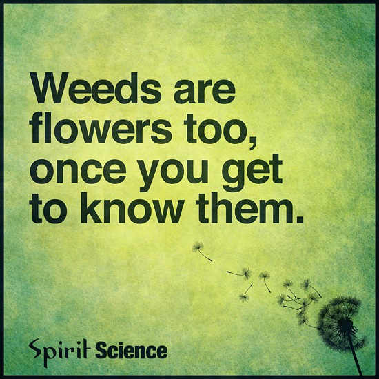Weed is a flower too, once you get to know it. 101 QUOTES