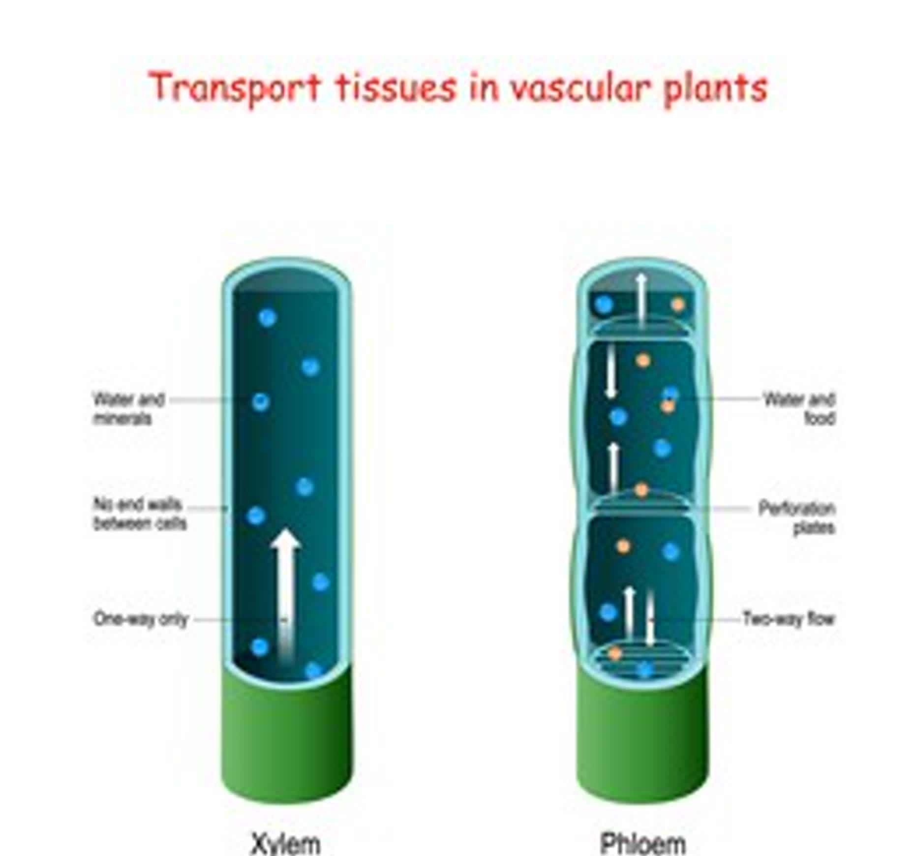 Xylem and phloem. biological structure scheme of inner vascular in