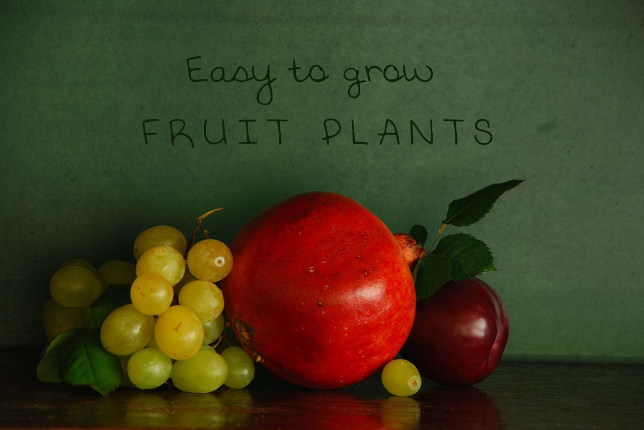 9 Easy to grow Fruit Plants